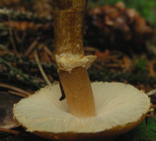 Escursione a 1500/1800,tanti funghi
